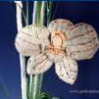Foto: Perlenarbeit - Orchidee aus Perlen - 2