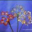 Foto: Blaue, weiße und rote Perlendekoration für Blumenstrauß