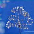 Foto: Weiße Perlendekoration für Blumenstrauß